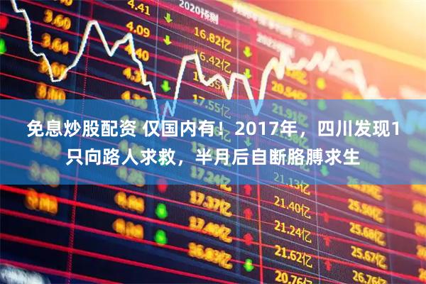 免息炒股配资 仅国内有！2017年，四川发现1只向路人求救，半月后自断胳膊求生